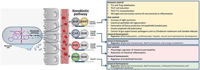 Tryptophan Co-Metabolism at the Host-Pathogen Interface